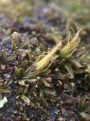 Diphyscium foliosum