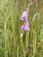 Dierama
