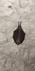Rhinolophus hipposideros