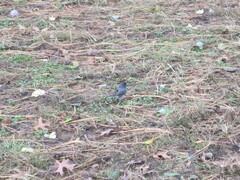 Junco hyemalis
