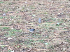 Junco hyemalis