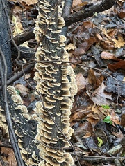Cerrena zonata