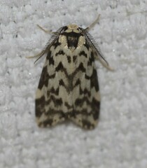 Goniosema anguliscripta