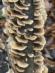Cerrena zonata