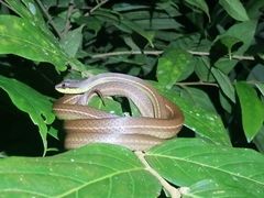 Mastigodryas boddaerti