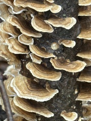 Cerrena zonata