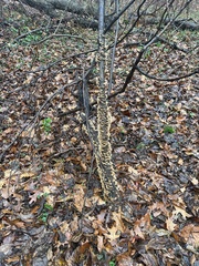 Cerrena zonata