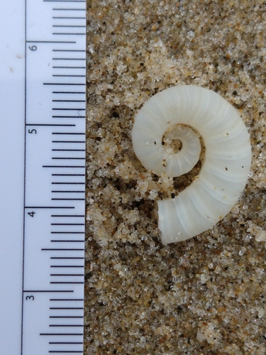 Spirula spirula