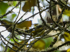 Zosterops eurycricotus