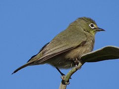 Zosterops pallidus