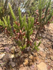 Erica plukenetii