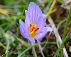 Crocus thomasii
