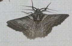 Hypobapta tachyhalotaria