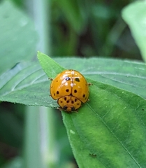 Harmonia vigintiduomaculata