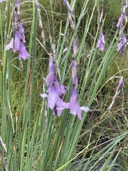 Dierama