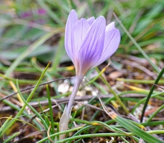 Crocus thomasii
