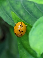 Harmonia vigintiduomaculata