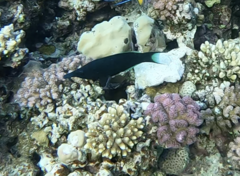 Gomphosus klunzingeri