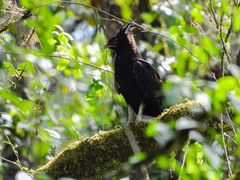 Lophaetus occipitalis