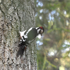 Dendrocopos major