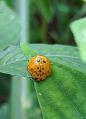 Harmonia vigintiduomaculata