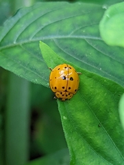 Harmonia vigintiduomaculata