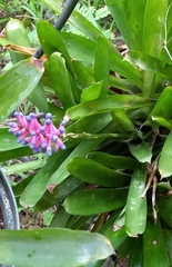 Aechmea gamosepala