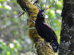 Lophaetus occipitalis