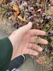 Ceanothus americanus
