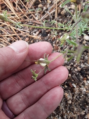 Cordylanthus nevinii