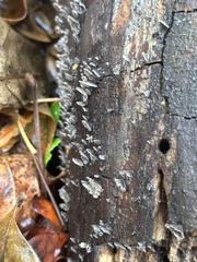Resupinatus alboniger
