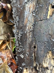 Resupinatus alboniger