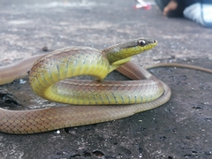 Mastigodryas boddaerti