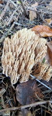 Ramaria stricta