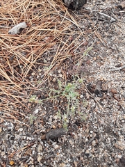 Cordylanthus nevinii