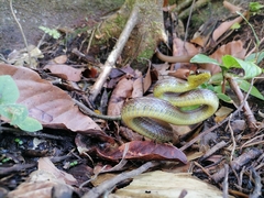 Mastigodryas boddaerti