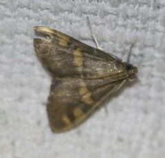 Rehimena surusalis