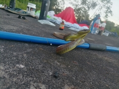 Mastigodryas boddaerti