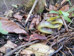 Mastigodryas boddaerti