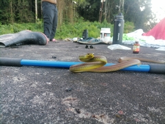 Mastigodryas boddaerti