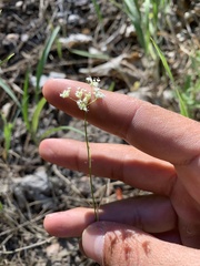 Perideridia parishii