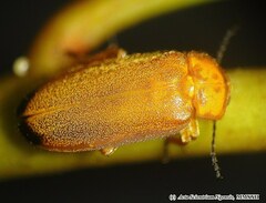 Pteroptyx maipo