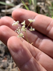 Perideridia parishii