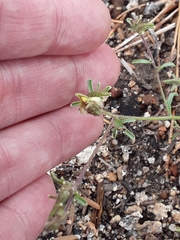 Cordylanthus nevinii