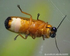 Pteroptyx maipo