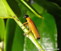 Pteroptyx maipo