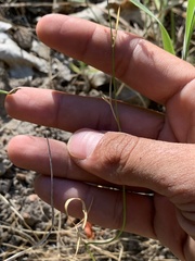 Perideridia parishii