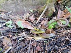 Mastigodryas boddaerti