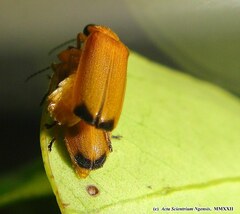 Pteroptyx maipo