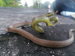 Mastigodryas boddaerti